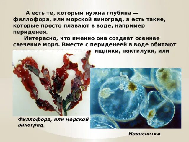 Филлофора это какая водоросль. Водоросли филлофора доклад. филлофора водоросль сообщение. сообщение про филлофору. интересные факты о водорослях филлофора.