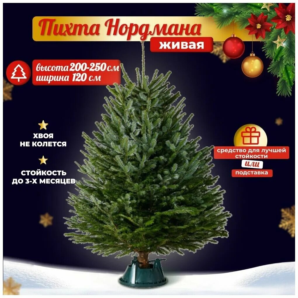 елка живая. пихта новогодняя. живая новогодняя елка отзывы. елка живая. пихта нордмана.