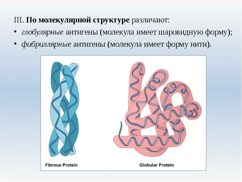 Форма глобулы белка. Глобулярные и фибриллярные белки. Глобулярные антигены. Глобулярные и фибриллярные антигены. Третичная структура белков фибриллярные и глобулярные белки.