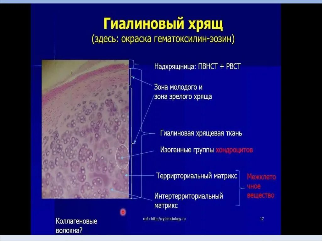 Суставный хрящ какая ткань. Гиалиновая хрящевая ткань препарат. Гиалиновый хрящ гистология. Суставной гиалиновый хрящ гистология. Гиалиновый хрящ препарат гистология.