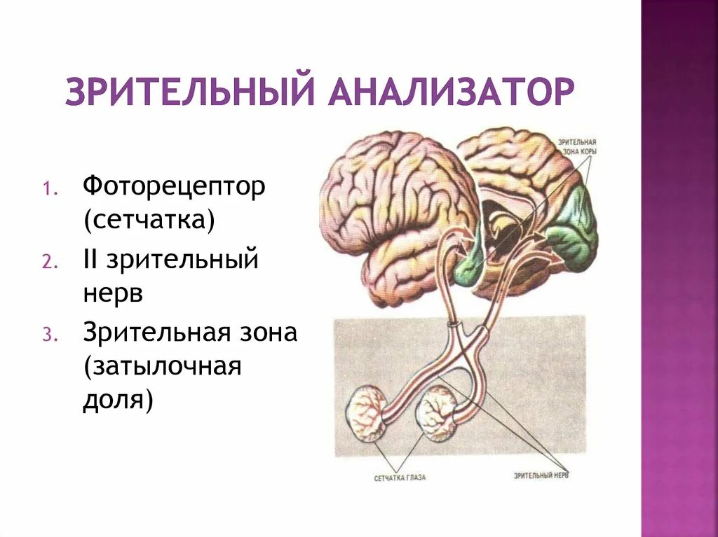 Строение зрительного анализатора. Схема зрительного анализатора. Рис 83 зрительный анализатор. Центральный отдел зрительного анализатора. Понятие об анализаторах зрительный анализатор