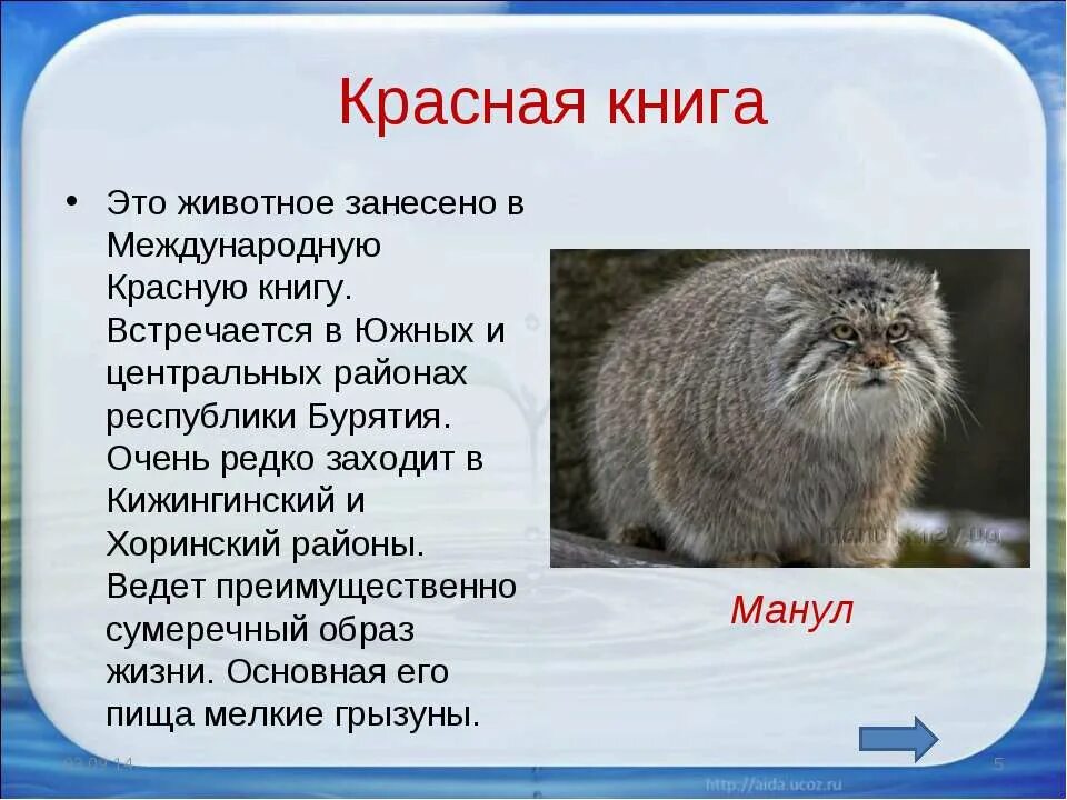 Красные панды в венском зоопарке Шенбрунн - Путешествуем вместе Red panda, Cute 