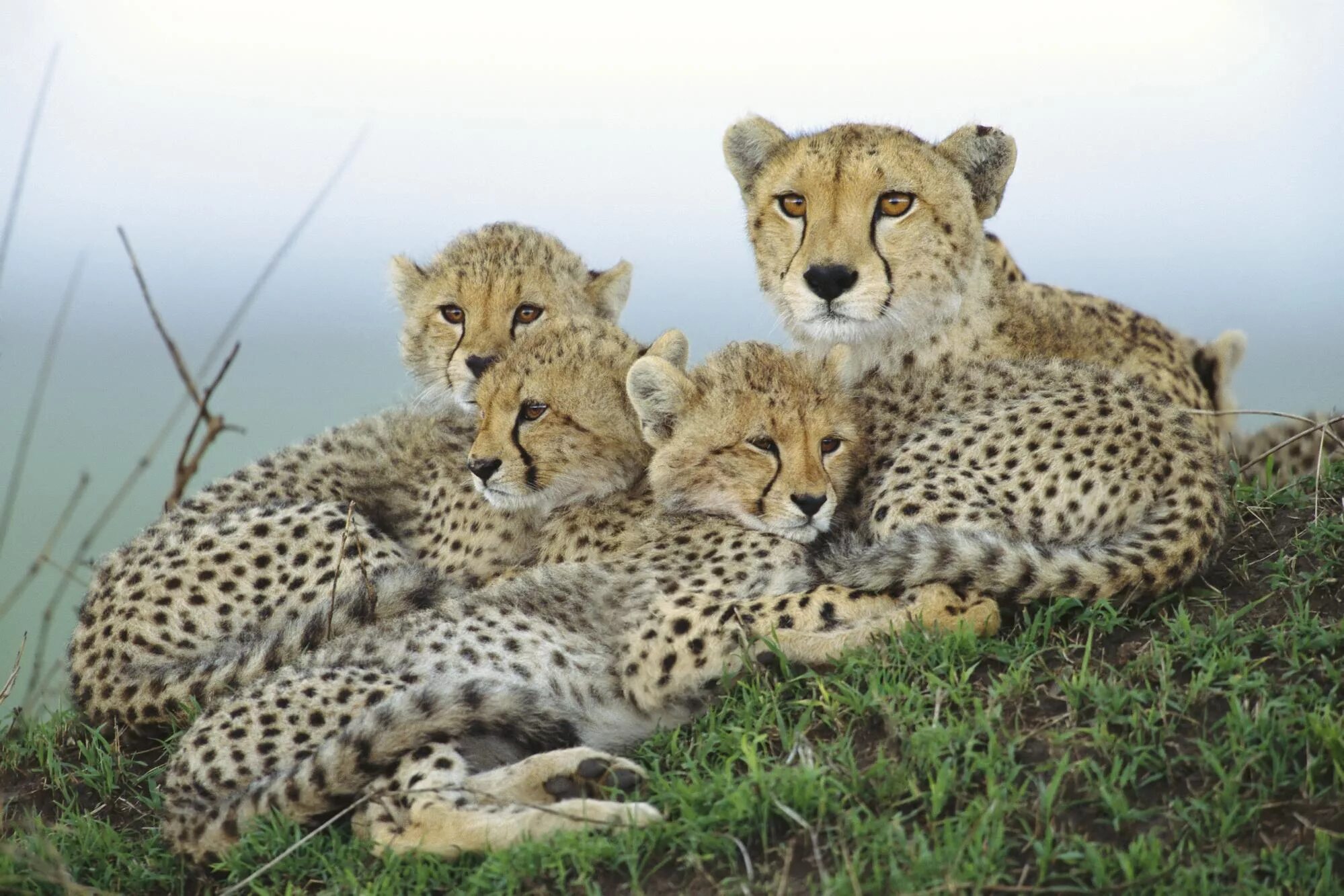 Animals images. Королевский гепард альбинос. Семейство кошачьих гепард. Леопард Ягуар гепард Детеныши. Мальтийский гепард.