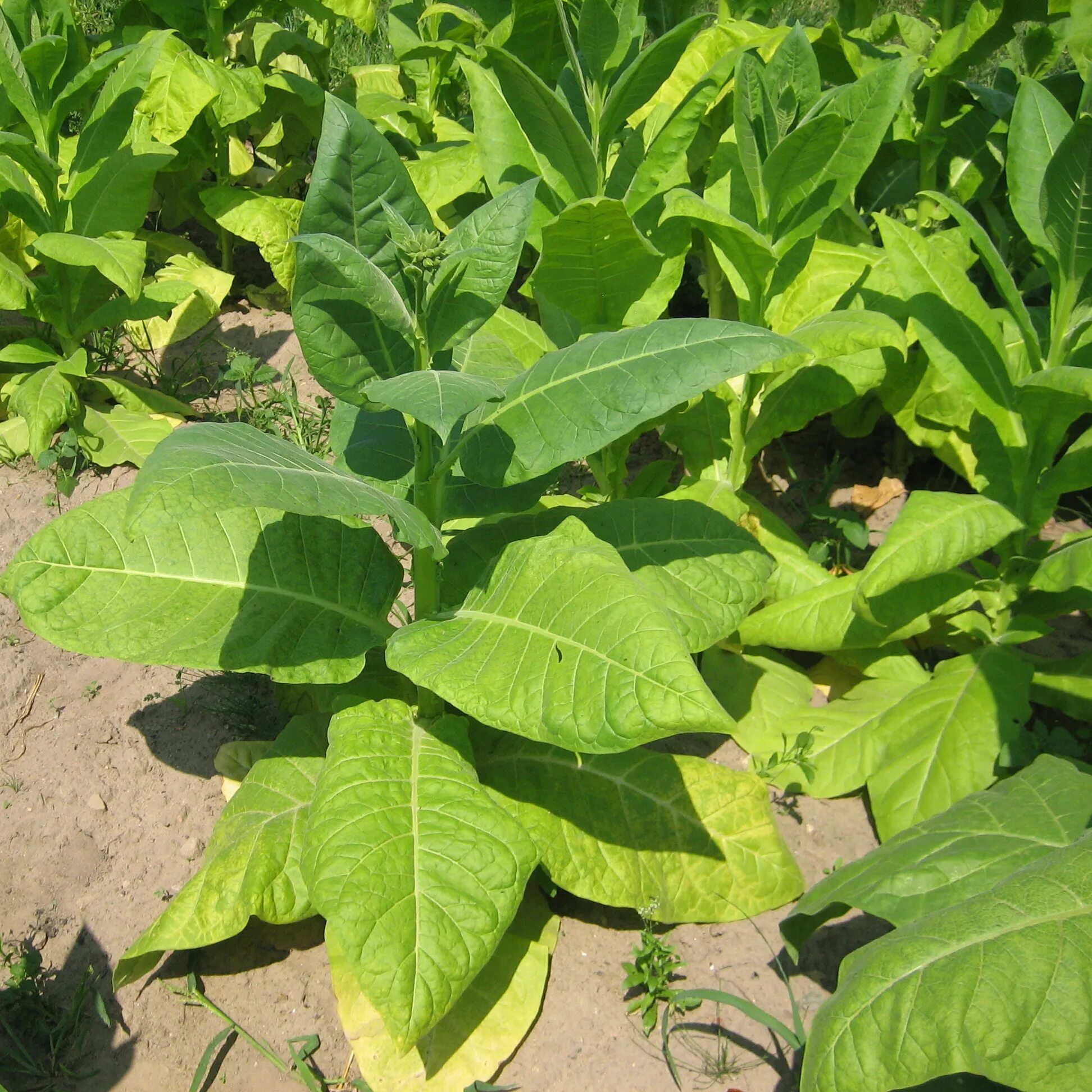 Сорт табака Nicotiana. Табак махорка (Nicotiana Rustica l.). Сорт табака Трапезонд. Турецкий Трапезонд сорт табака.