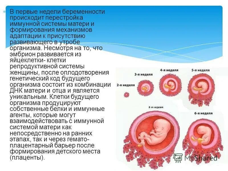 8 неделя ощущения. Формирование плода. Как развивается плод. Ребёнок на 5 неделе беременности.