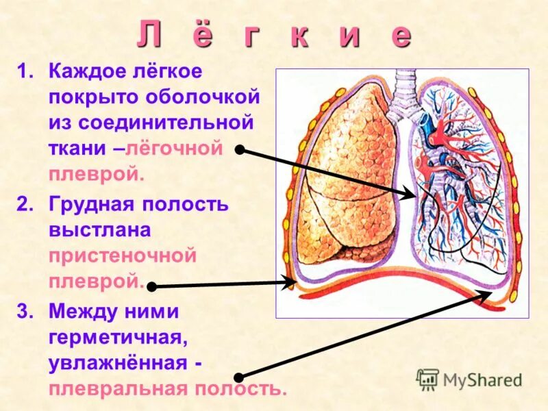 Плевра расположение строение функции