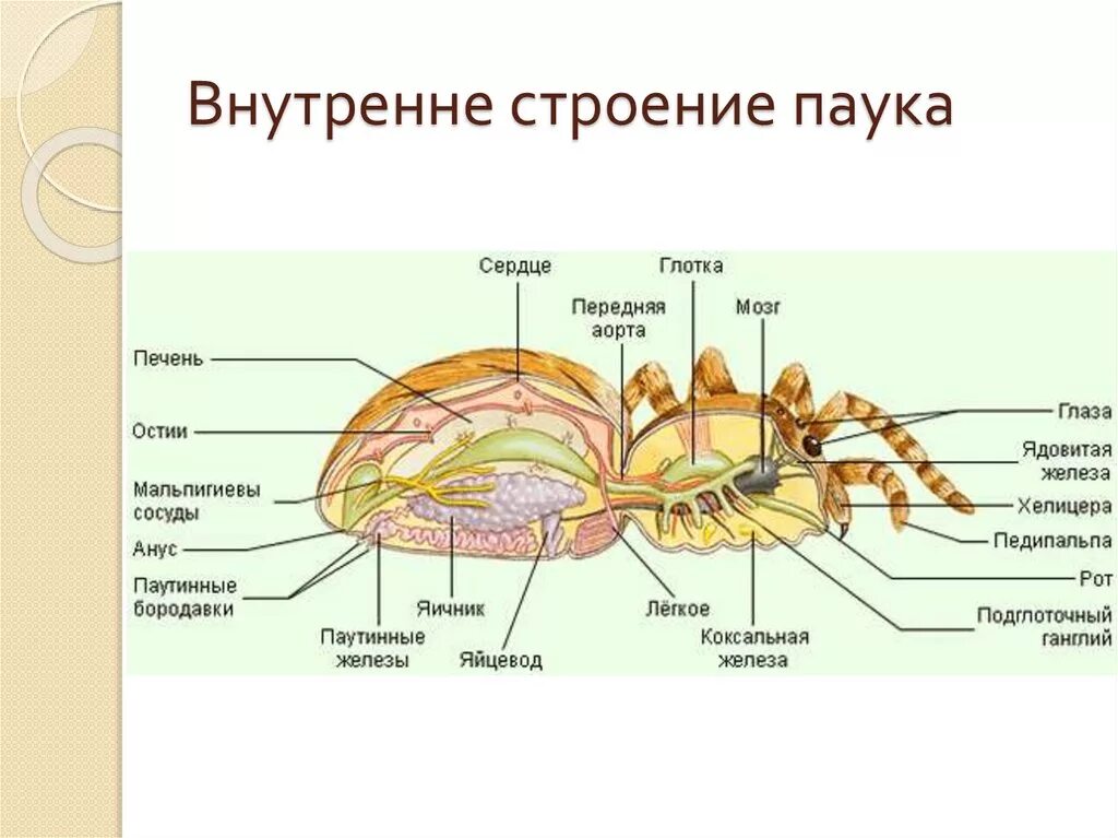 Класс паукообразные отряды. Внешнее и внутреннее строение паукообразных 7 класс. Половая система паука крестовика. Мальпигиевы сосуды паука. Коксальные железы членистоногих.