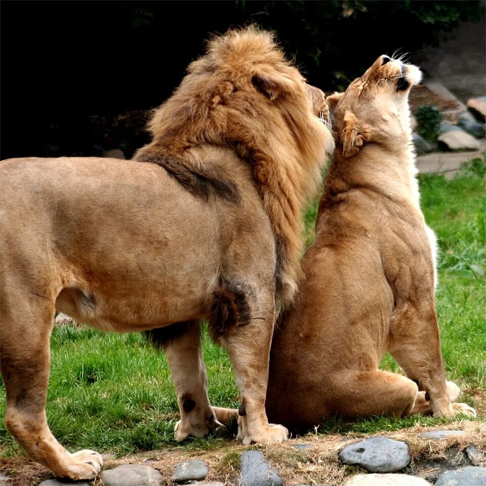 Какой мужчина нравится львам. Лев и львица. Львы любовь. Львица обиделать на Льва. Лев и львица любовь.