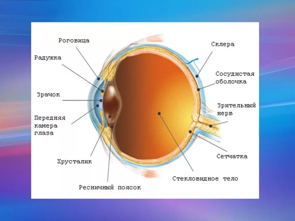 Следующие структуры глаза. Орган зрения строение глаза. Внутреннее строение глаза. Строение глаза человека схема. Строение глаза для дошкольников.