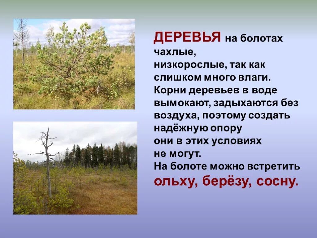 Деревья на болотах. Какие деревья растут на болотах. Деревья растущие на болоте. Презентация на тему болото.