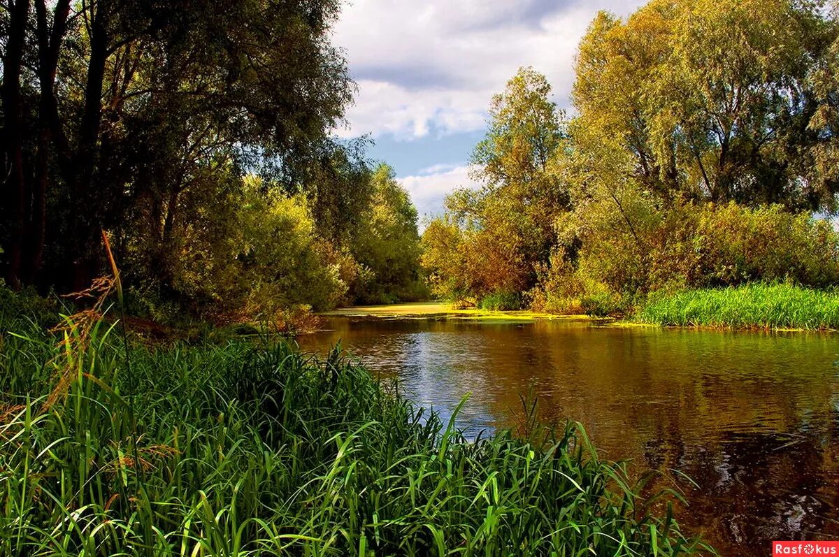 заводь клязьмы. тихая заводь. тихая заводь бузулук. тихая завод лесного озера. речная заводь фото.