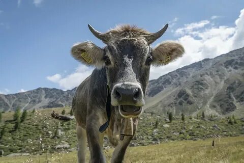 Cow bell