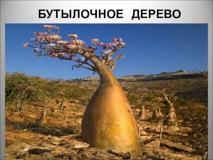 Спиртоносное дерево