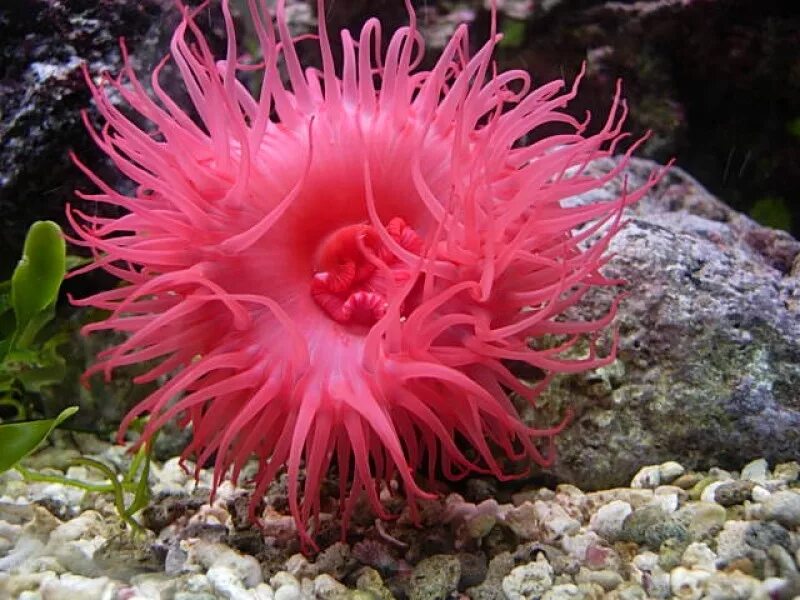 Тибетский морской цветок. Актинии морские анемоны. Коралл актиния. Коралловые полипы актиния. Актиния Кишечнополостные.