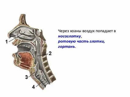 В носоглотке воздух