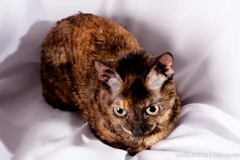 Уральский кот
