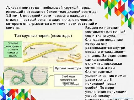 Сколько видов круглых червей