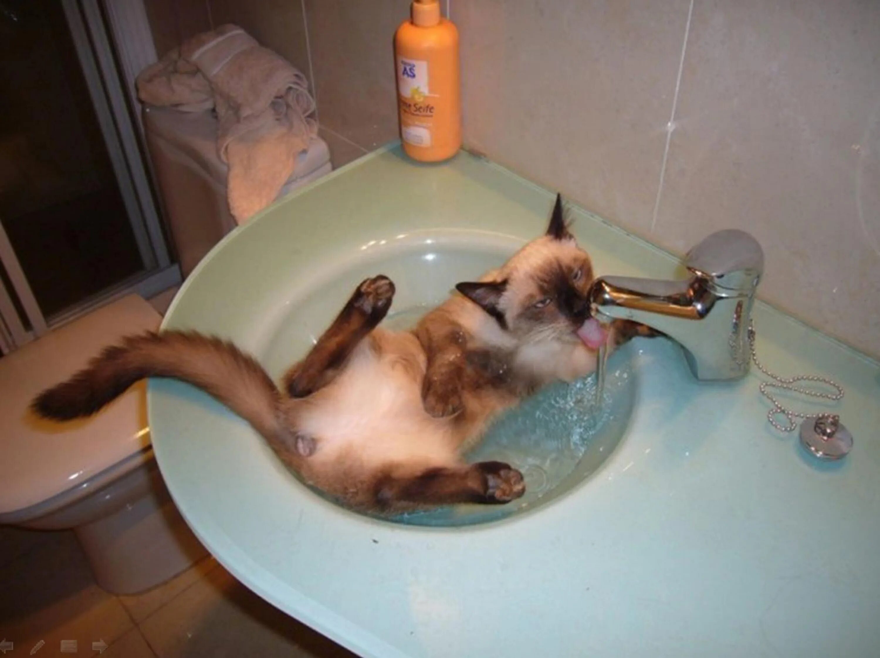 Кошка хочет пить. Котик в ванной. Кошка которая любит воду. Кот в ванне. Кот любит купаться.