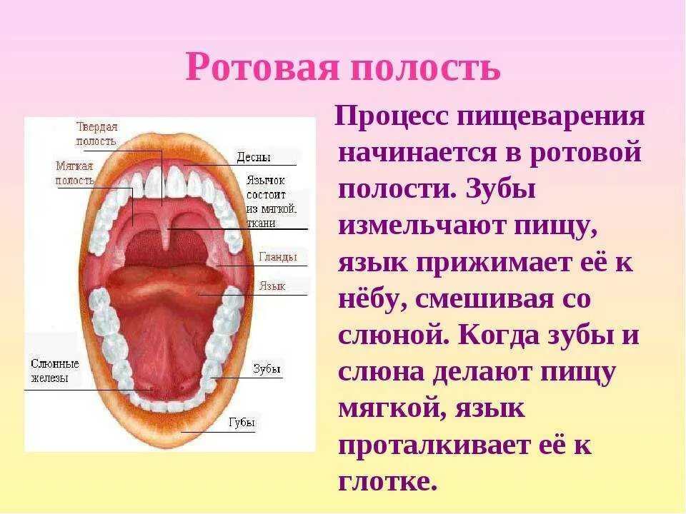 Что значит глоток. Строение ротовой полости биология. Ротовая полость строение анатомия. Строение пищеварение в ротовой полости. Органы пищеварения строение зубов.