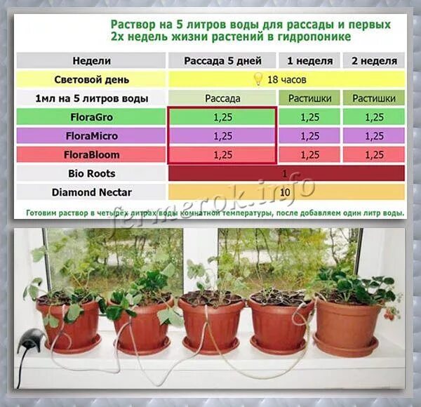 Световой день для рассады перцев. Гидропоника клубника ghe. Питательный раствор для клубники на гидропонике. Таблица для гидропоники клубники. Гидропоника раствор и растение.