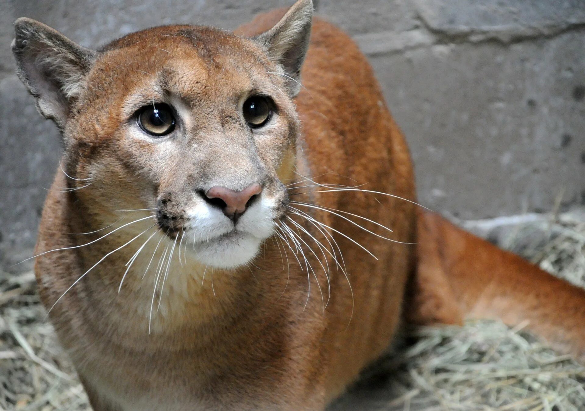 Суррейская Пума. Пума (Puma concolor):. Амазонская Пума. Горный тигр Пума. Пума на английском