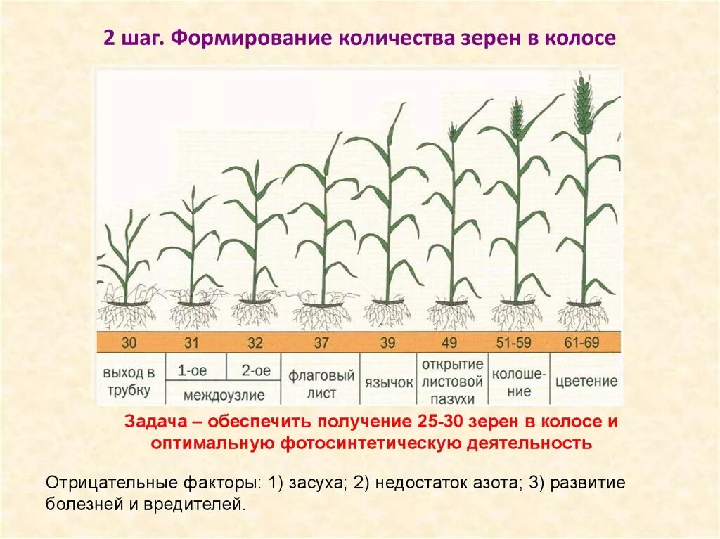 Количество зерен в Колосе. Сколько зерен в колоске пшеницы. Число зерен в колоске пшеницы. Формирование зерна в Колосе.