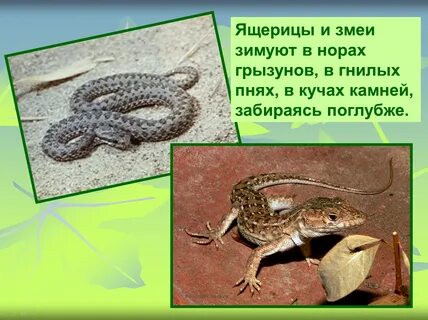 Когда ящерицы впадают в спячку