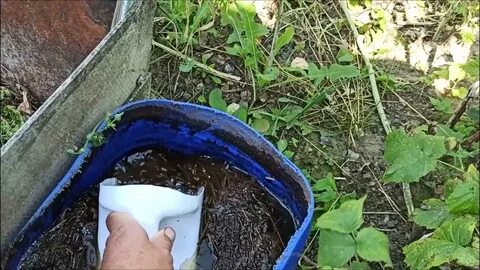 Полив помидор золой