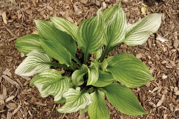 Хоста гибридная zebra stripes. Хост зебра. Хоста zebra stripes. Хоста зебра страйпс фото и описание сорта. Хост зебра.