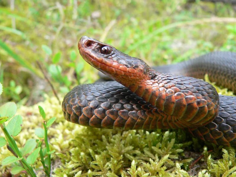 Змеи тайги. Змея гадюка обыкновенная. Змея гадюка ядовитая. Гадюка Никольского (Vipera nikolskii). Гадюка обыкновенная ядовитая змея.