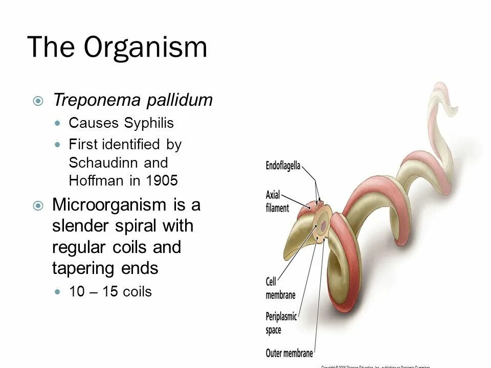 Исследование на treponema pallidum igm. Антитела к трепонема паллидум что это. Трепонема паллидум строение. Treponema pallidum строение. Бледная трепонема строение.