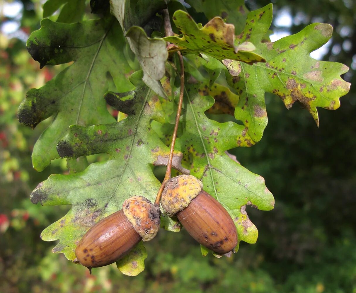 Каким вырастает дуб. Дуб черешчатый (quercus robur). дуб черешчатый ножкоцветный (quercus robur pedunculiflora). дуб черешчатый плюсовые. дуб черешчатый семена.