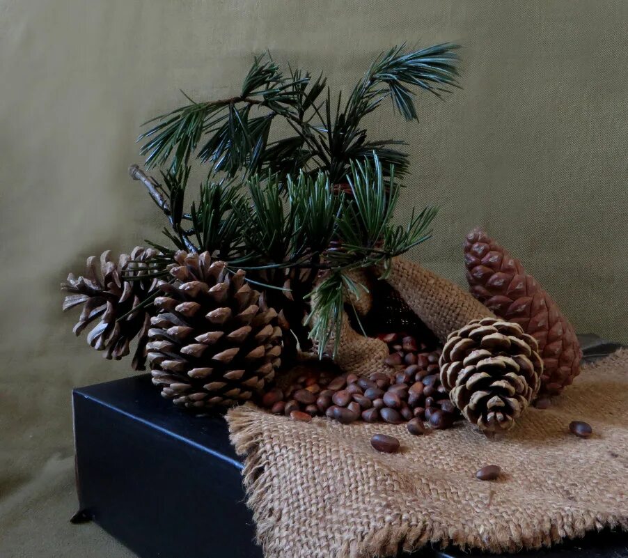 натюрморт шишки. натюрморт с кедровыми шишками. новогодний натюрморт с шишками. лесной натюрморт. рождественский натюрморт.