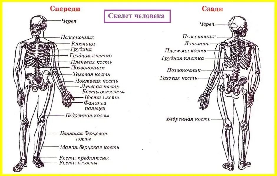 На рисунке изображен скелет человека. Кости скелета строение скелета. строение костей человека спереди. опишите скелет человека вид спереди. строение скелета сзади и спереди человека с названиями.