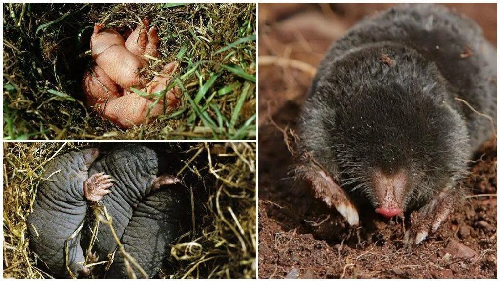 малоазиатский крот. норы землеройки на огороде. крот медведка землеройка. подземные звери. белозубый слепыш.