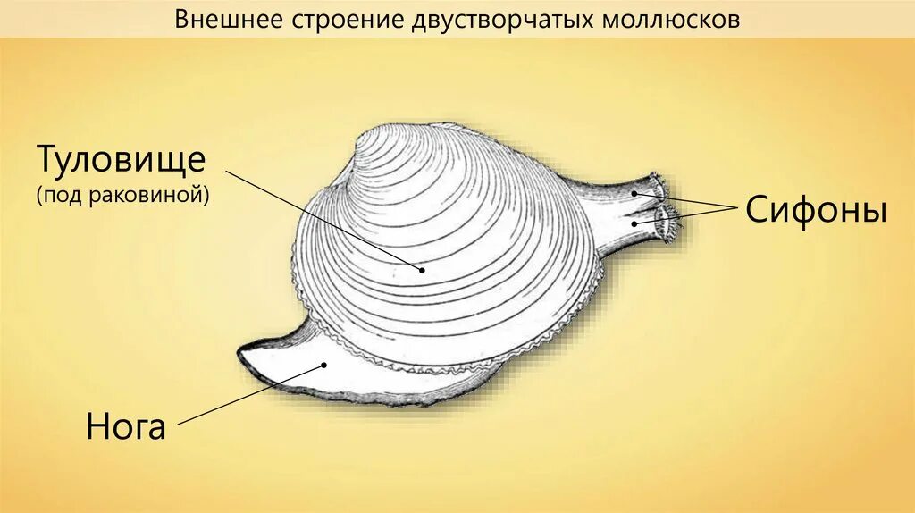 Схема внешнего и внутреннего строения моллюска. Внешнее строение мидии. Строение ракушки моллюска. Двустворчатые моллюски внешнее и внутреннее строение. Внешнее строение устрицы.