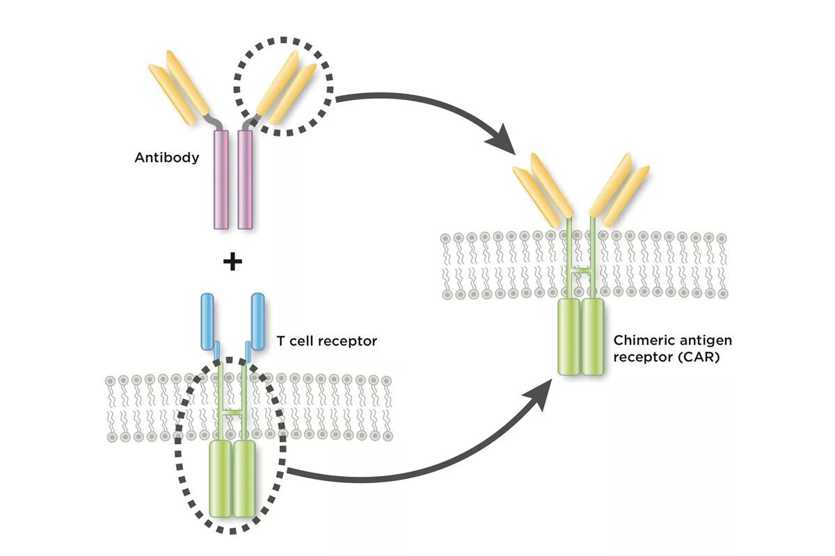 T cell receptor. Рецепторы антигенов. т клеточный рецептор. t cell receptor chimeric antigen receptor. car-t tcr.