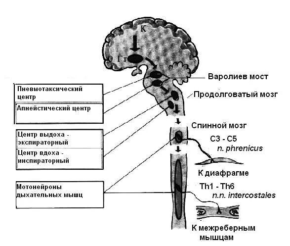 Центр дыхания и сердечно сосудистой деятельности. Дыхательный центр продолговатого мозга строение. Функции дыхательного центра продолговатого мозга. Нервные центры продолговатого мозга. Дыхательный центр продолговатого мозга его функции.