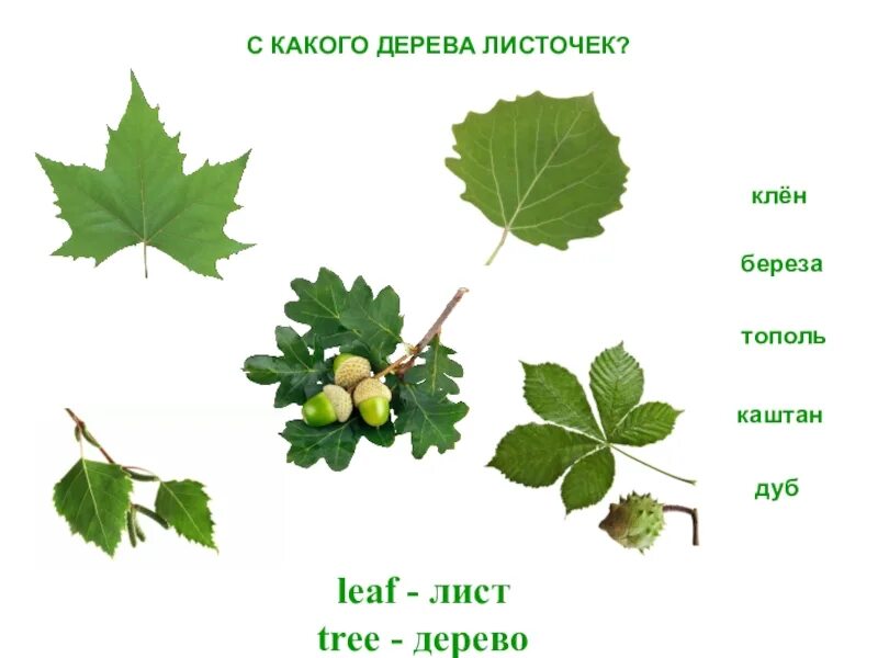 Дерево не дало листьев. Листья деревьев. С какого дерева лист. У каких деревьев какие листья. Какому дереву принадлежит лист.