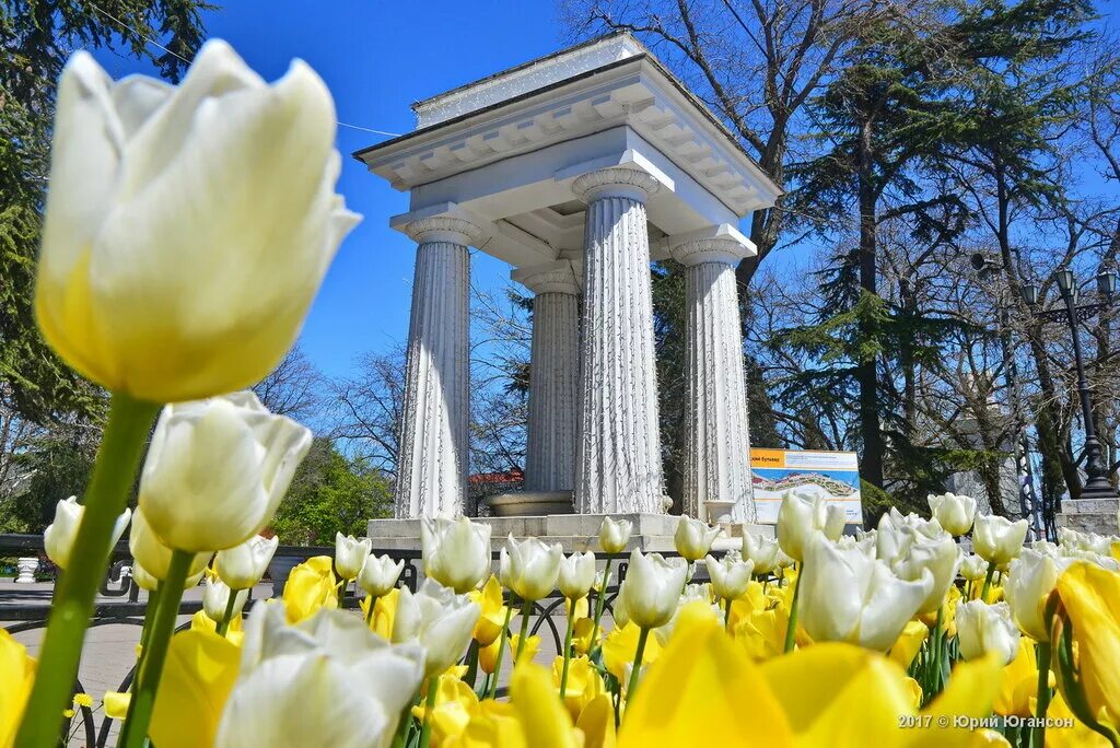 Цветы недорого севастополь. Цветы недорого севастополь. Бал хризантем севастополь. Севастополь в цветах. Севастополь цветы на клумбах.