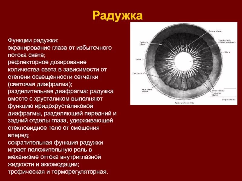 Функции Радужки. Радужка строение и функции. Функции Радужки глаза. Особенности строения Радужки. Особенность строения радужки какую функцию она выполняет