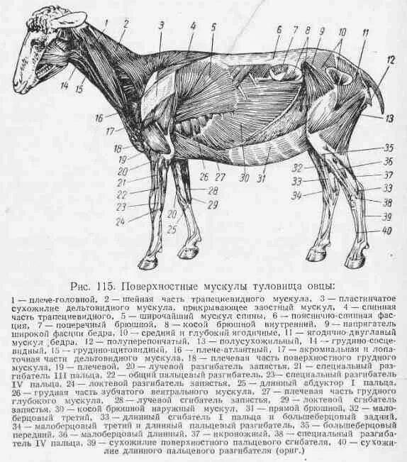 Лимфоузлы у барана схема расположения 1. Скелет
