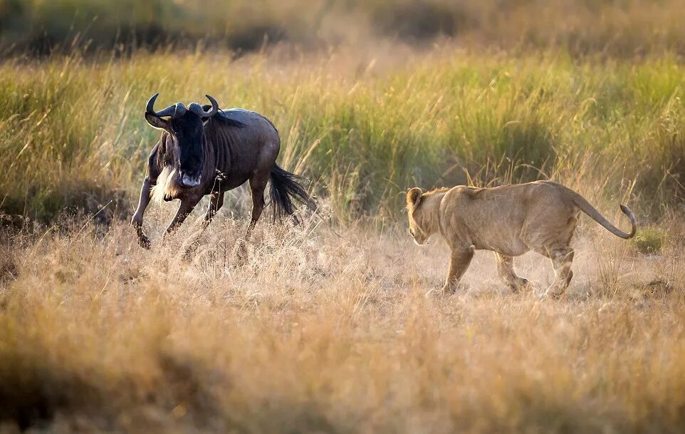 Лев гонится. Антилопа гну. Охота Львов на антилоп гну. Лев охотится. Львица охотится.