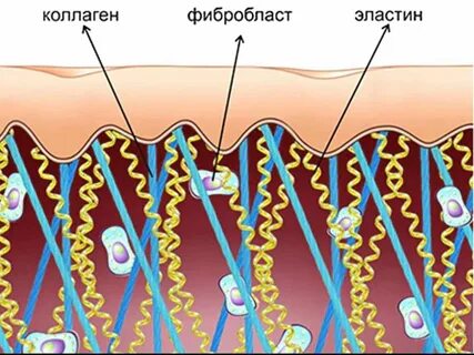 Коллаген тканей
