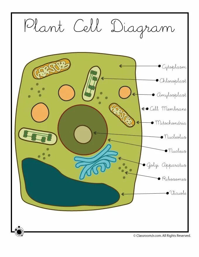 Plant Cell. Модель клетки растения. Cell diagram. Модель клетки рисунок. Рисунок модели клетки