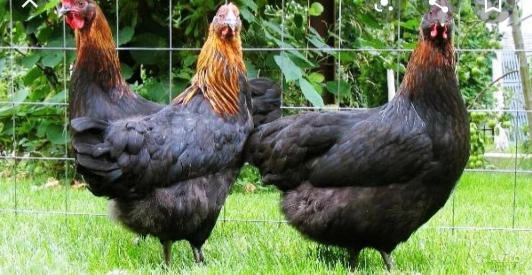 Разведение кур на дачном участке. Умирают куры несушки. Умирают куры несушки. Умирают куры несушки. Курицы на птицефабрике в клетках.