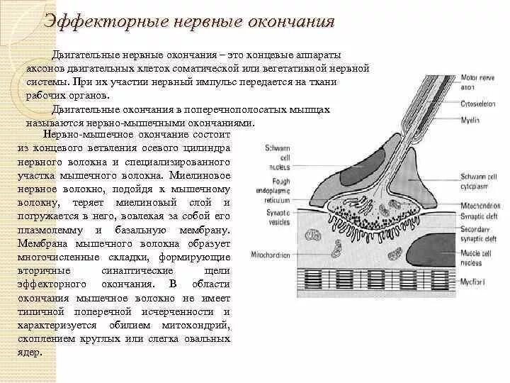 Нервные окончания функции. Двигательные нервные окончания гистология. Двигательные нервные окончания гистология строение. Эффекторные нервные окончания гистология. Строение эффекторных нервных окончаний гистология.