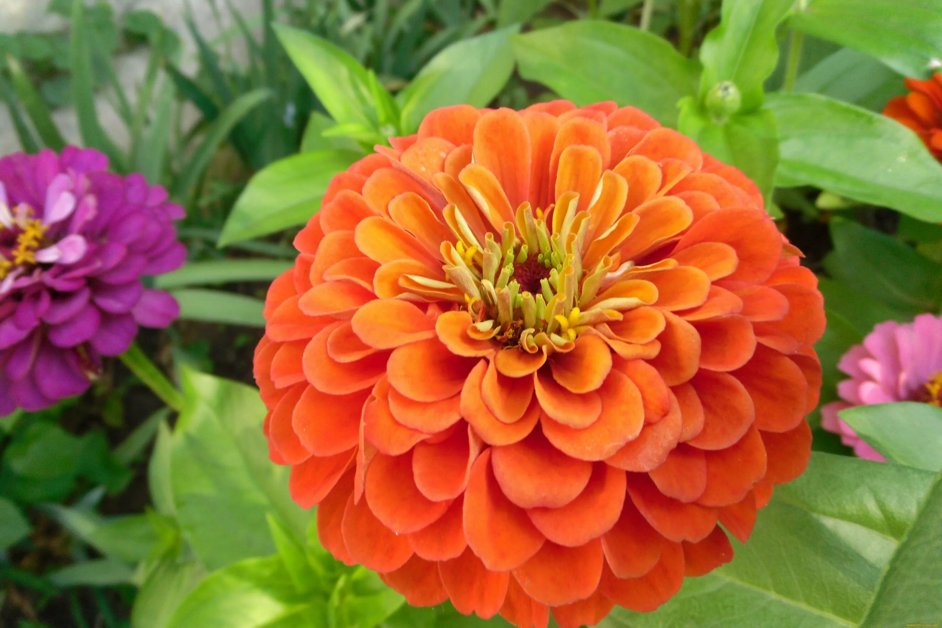 Цинния тонкоцветковая. Цинния дабл захара черри. Ци ния. Цинния изящная (zinnia elegans). Цинния георгиноцветковая.