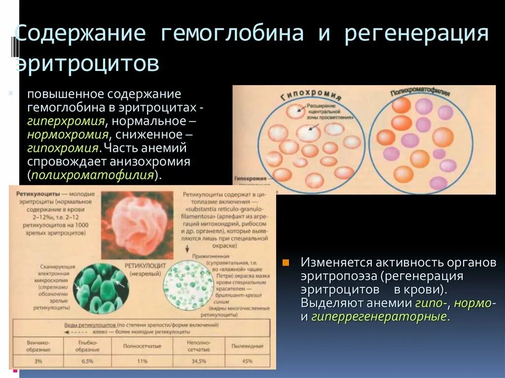 Повышение содержания эритроцитов. Гиперхромия ретикулоцитов. Ретикулоциты гипохромия. Повышение эритроцитов и гемоглобина. Регенерация эритроцитов.