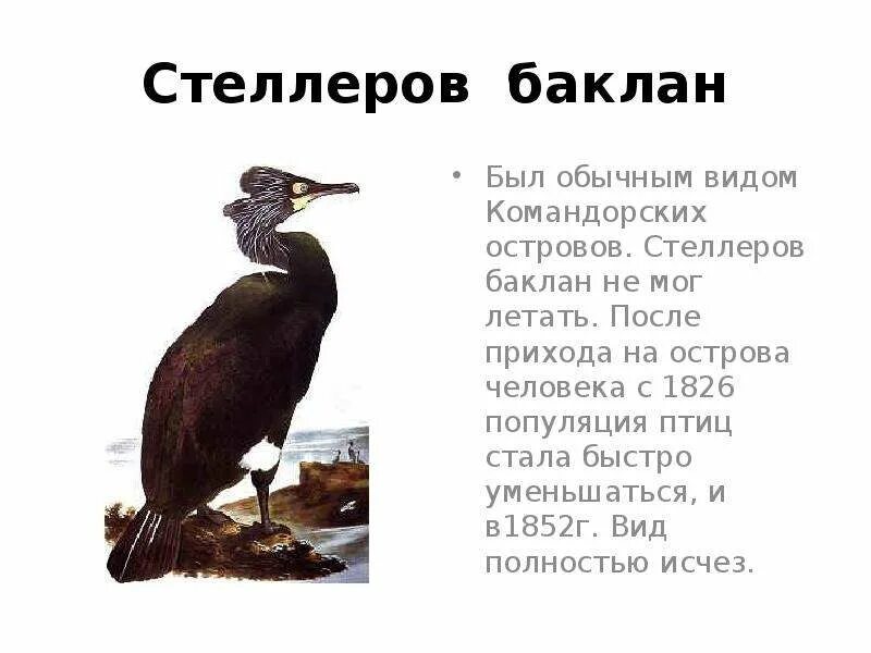 Баклан жаргон. Стеллеров баклан описание. черная книга стеллеров баклан. интересное сообщение про стеллеров баклан. сообщение о баклане.